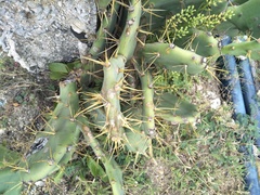 Opuntia stricta
