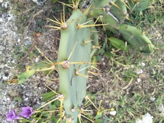 Opuntia stricta