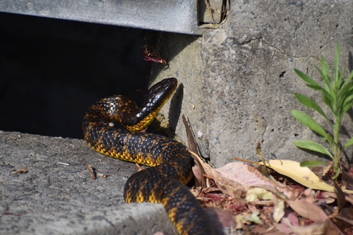 Western Tiger Snake sighting