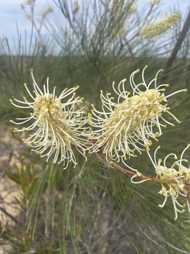 Image of Grevillea leucopteris by (c) Katherine Parys, some rights reserved (CC BY)