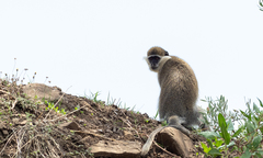 Chlorocebus aethiops