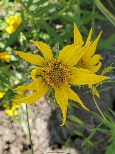 Image of Helianthus cusickii by no rights reserved