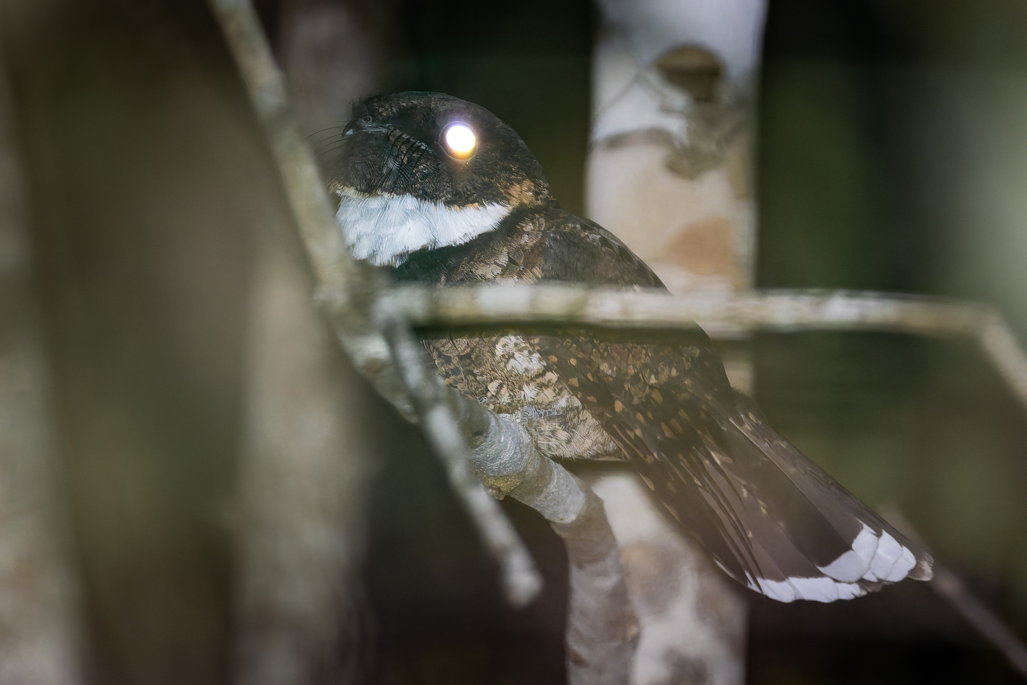 Yucatan Poorwill (Nyctiphrynus yucatanicus), photo 1