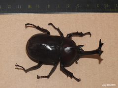 Trypoxylus dichotomus