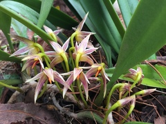 Bulbophyllum affine