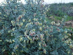 Wiborgia sericea