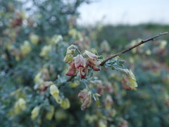 Wiborgia sericea