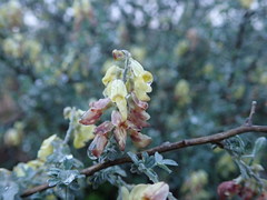 Wiborgia sericea