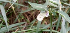 Leptosia