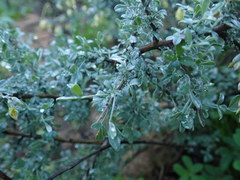 Wiborgia sericea