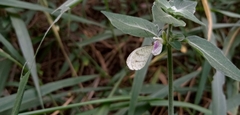 Leptosia