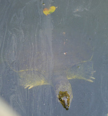 Apalone spinifera spinifera