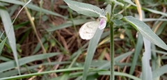 Leptosia