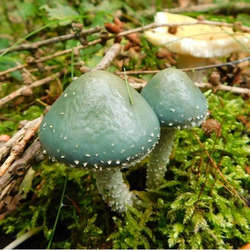 Representative image of Strophariaceae