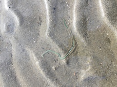 Phyllodocidae