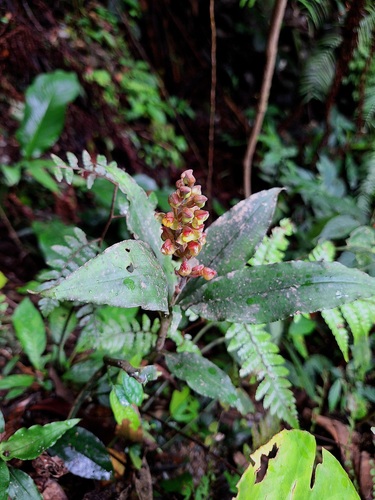 Hylophila lanceolata