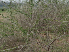 Aspalathus spinescens lepida