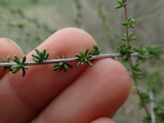 Aspalathus spinescens lepida