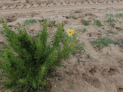 Othonna leptodactyla