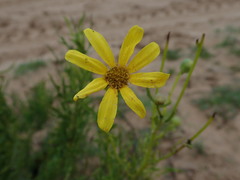 Othonna leptodactyla