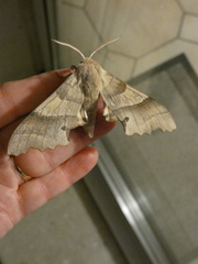 Marumba quercus