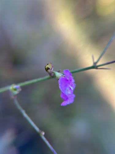 Ridgestem false foxglove (Agalinis oligophylla)