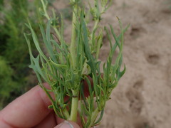 Othonna leptodactyla