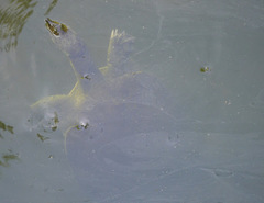 Apalone spinifera spinifera