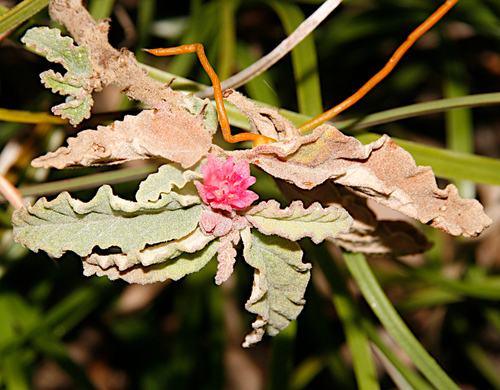 Headland Commersonia (Androcalva perkinsiana)