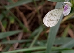 Leptosia