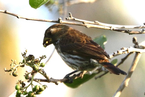Grosbeak Weaver