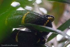 Boiga melanota
