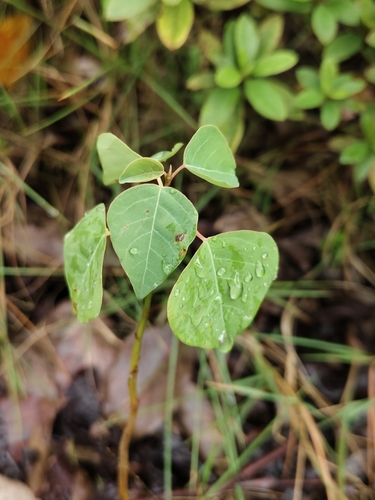 Chinese Tallow