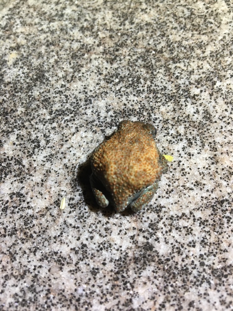 Kimberley Spadefoot Frog