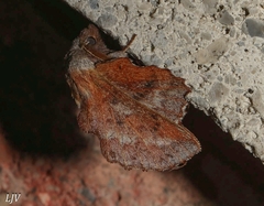 Phyllodesma americana