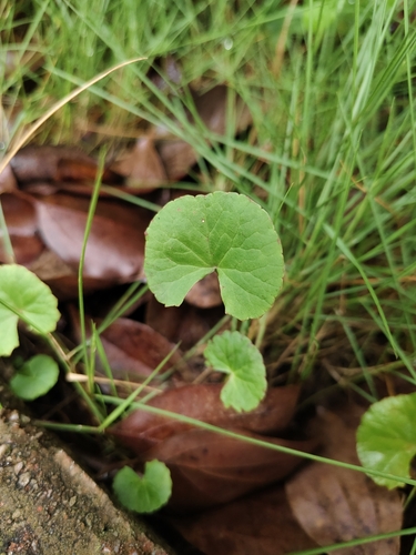 Indian pennywort