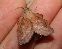 Phyllodesma americana