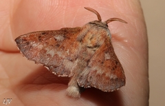 Phyllodesma americana