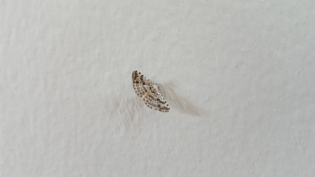 Alucita bidentata