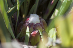 Protea vogtsiae