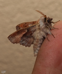 Phyllodesma americana