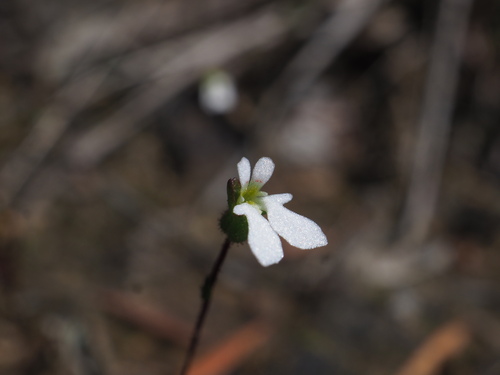 Image of Tiny Triggerplant (Stylidium perpusillum) by (c) Hugo Innes, some rights reserved (CC BY)