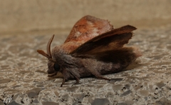 Phyllodesma americana