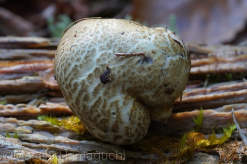 Heliogaster columellifer