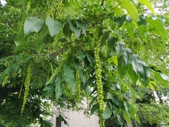 Pterocarya fraxinifolia