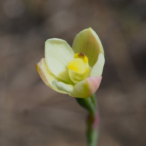 Image of Thelymitra flexuosa by (c) Hugo Innes, some rights reserved (CC BY)