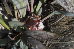 Protea vogtsiae