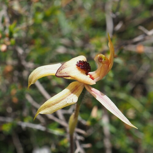 Image of Caladenia cardiochila by (c) Hugo Innes, some rights reserved (CC BY)