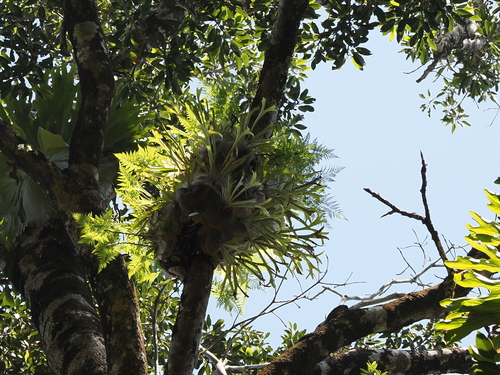 Platycerium bifurcatum