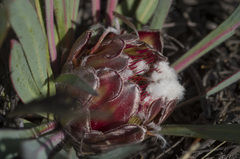 Protea vogtsiae